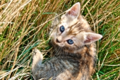 Baby kitty looking up from the grass
