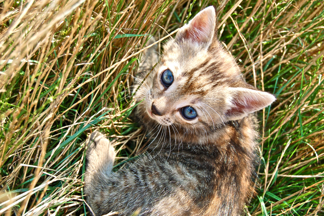 Baby kitty looking up from the grass